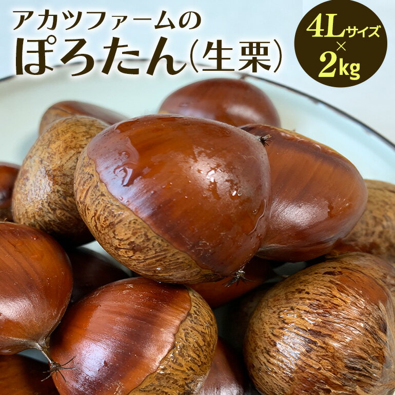 【ふるさと納税】アカツファーム の ぽろたん（ 生栗 ） 超特大 4Lサイズ 2kg 栗 笠間 くり クリ 特大 大きい 大粒 国産 国産栗 和栗 甘栗 栗ご飯 栗きんとん 栗おこわ 甘露煮 マロン 秋 旬 おやつ スイーツ きんとん 保存料不使用 無添加 ギフト 茨城県 笠間市 送料無料