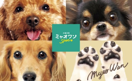 涙やけ用ウェットティッシュ（10枚入 40個）ミャオワンSpot
