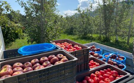 サンふじ 100％ りんごジュース 1000ml 2本 【先行予約】 ｜ 外川果樹園 リンゴ りんご 林檎 リンゴジュース りんごジュース 100％リンゴジュース 100％ジュース さんふじ サンふじ