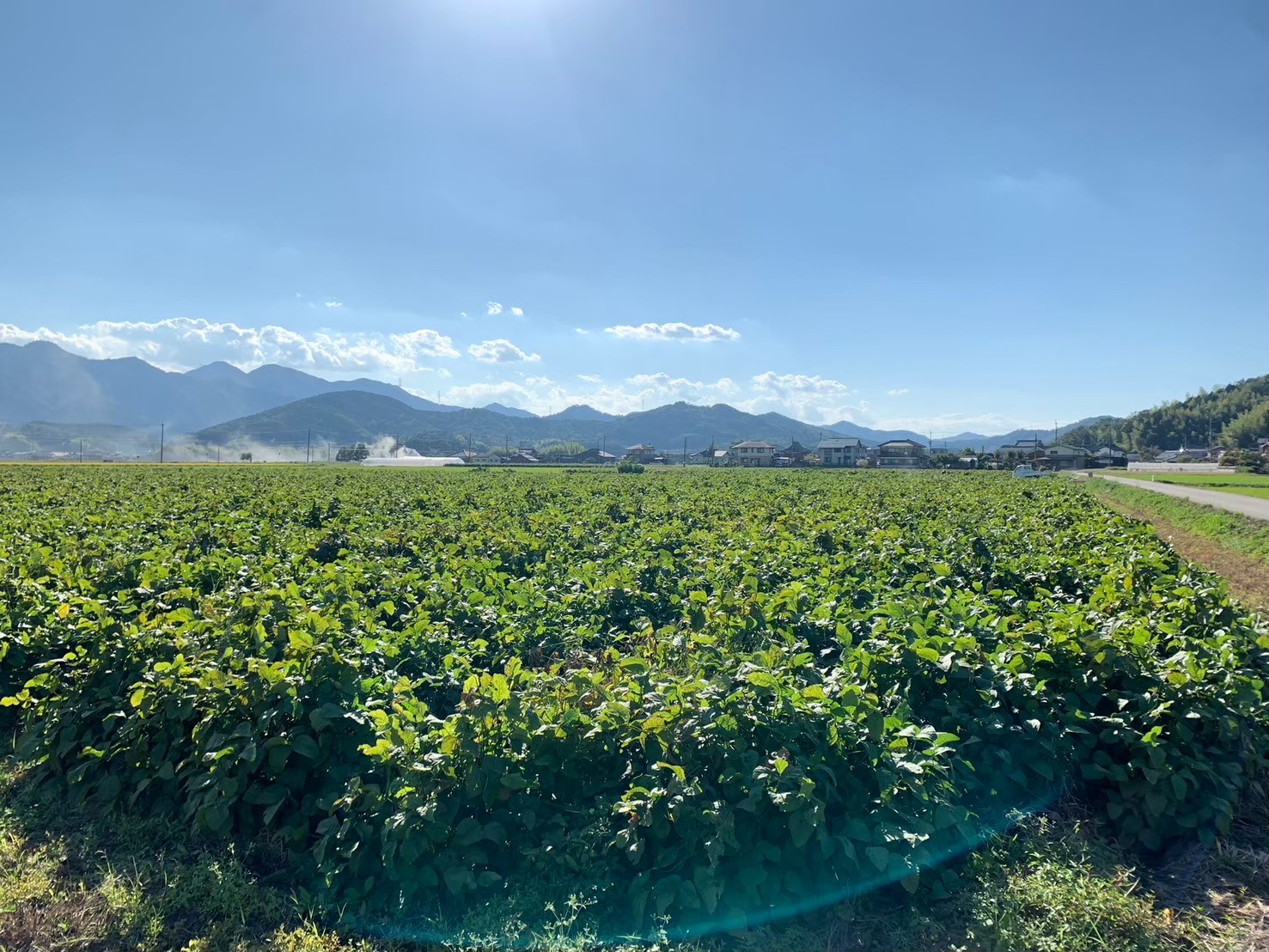 【先行予約】秋の味覚「丹波黒枝豆」  フレッシュな甘み・500g×4袋　初摘み 【2026年10月6日頃～13日頃発送予定】 知る人ぞ知る日本三大枝豆（丹波黒枝豆・黒崎茶豆・だだちゃ豆）のひとつ！