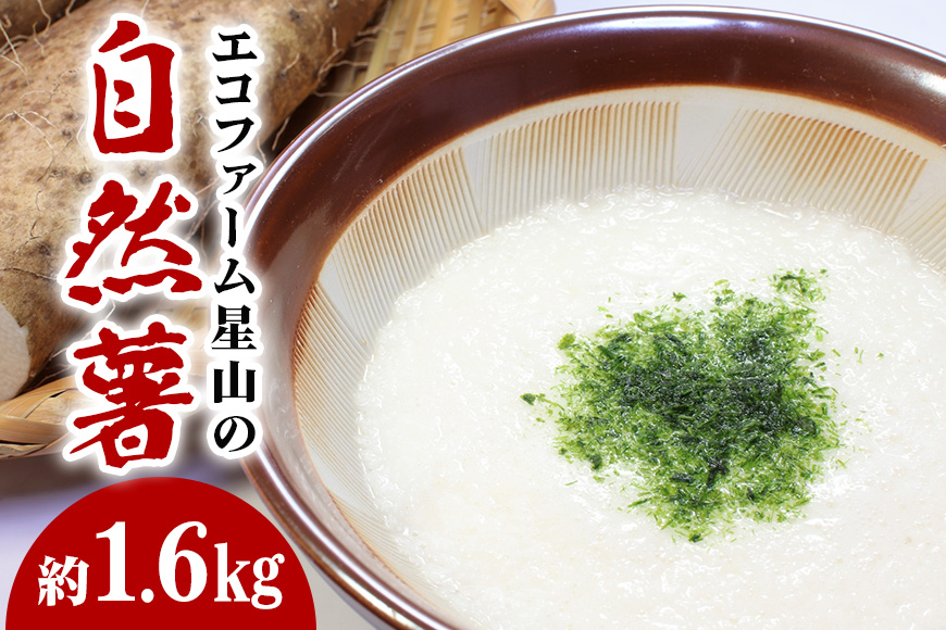 
エコファーム星山の自然薯　1.6㎏
