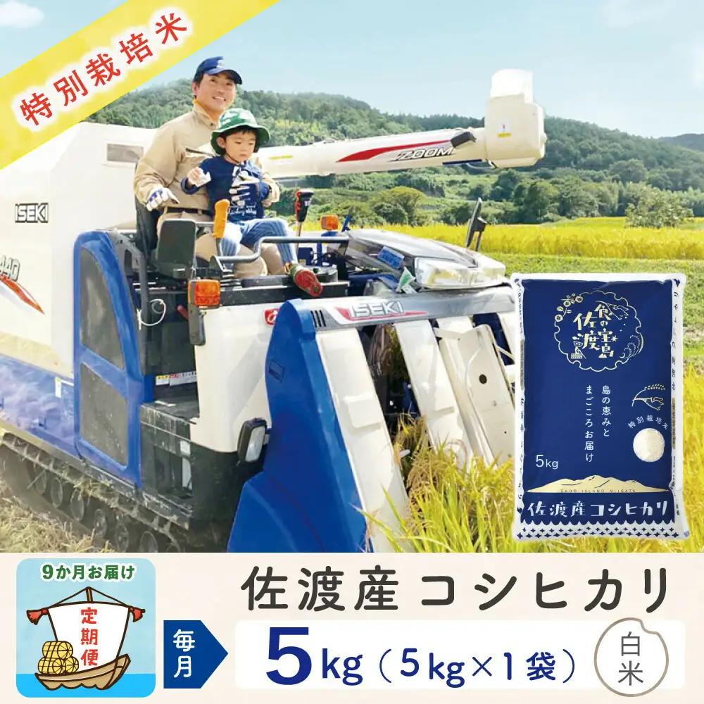  【定期便 9回】コシヒカリ 白米 5kg | 新潟県 佐渡市 コシヒカリ