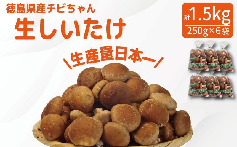 しいたけ 生 1.5kg 250g×6袋 徳島県産 国産 きのこ 茸 菌床椎茸 菌床栽培 菌糸 椎茸 生しいたけ 野菜 産地直送 ビタミンD 食物繊維 グアニル酸 低カロリー 健康 ダイエット 美容 