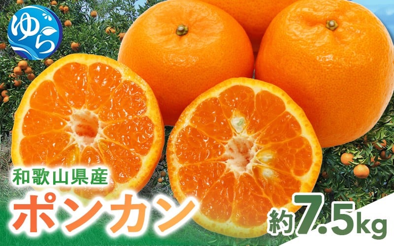 
            【来シーズン先行予約】和歌山県産 ポンカン 約7.5kg ※2026年1月26日～2月28日順次発送 (北海道・沖縄・離島配送不可) / 和歌山県 柑橘 みかん 蜜柑 フルーツ 果物 くだもの 食品 人気 由良町 晩柑 おすすめ 送料無料 産地直送【eiw004】
          