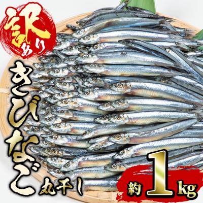 ふるさと納税 佐伯市 ＜訳あり・業務用＞きびなごの丸干し (計約1kg)