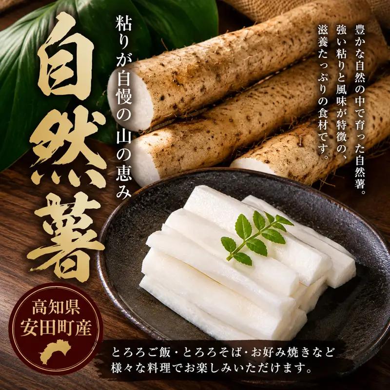 安田町産 自然薯1.5kg 自然薯 とろろ JN-05