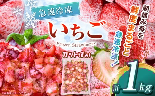 【栃木県共通返礼品】冷凍いちご 1kg | いちご とちあいか 冷凍 冷凍イチゴ スイーツ ジャム スムージー たっぷり 大粒  甘い 美味しい 果物 デザート 栃木県 那珂川町 送料無料