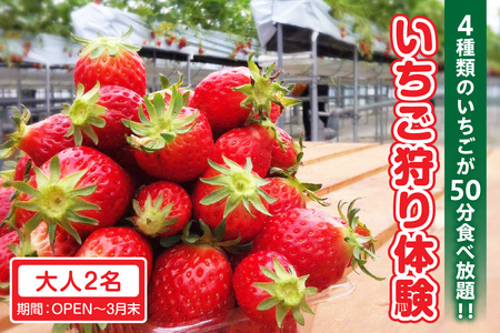 4種類のいちごが50分食べ放題！！いちご狩り体験（OPEN～3月末）【大人2名】 苺 いちご狩り 苺狩り 体験 あきひめ 紅ほっぺ ゆめのか よつぼし トッピング 持込可能 練乳 クレープ 子連れ 観光 常滑市 ふるさと納税