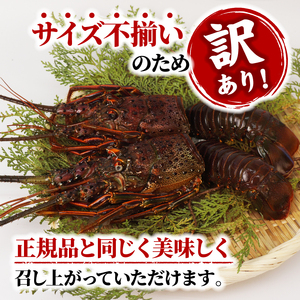 【伊勢海老】 1kg  3～5尾 冷凍 むき身 イセエビ イセエビ