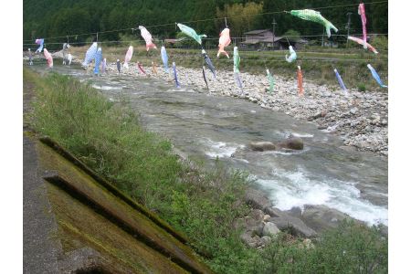 大又川アユ友釣り 一日券鑑札 引換券