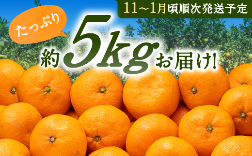 AA074.温州みかん（5kg程度）／2024年11月～2025年1月配送