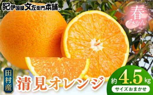 
                  清見オレンジ 約4.5kg 湯浅町田村産 春みかん（果実サイズおまかせ）/ 紀伊国屋文左衛門本舗_V7030
                