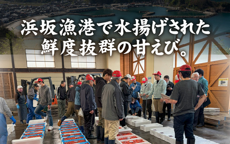 甘えび (大サイズ) 約700g 天然・鮮度抜群！【発泡箱】 船内冷凍 32尾 / 甘エビ 海老 えび エビ 冷凍 アマエビ あまえび 甘海老 刺身 産地直送 国産 人気 魚介 海の幸 海鮮