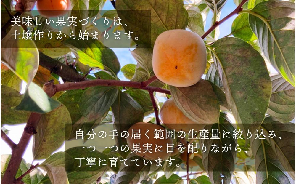 柿 種無し 赤秀品 超大玉 1.8kg 5～6個 ［先行予約］［2026年9月末頃から発送］［KG4］