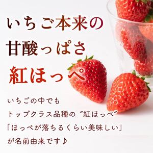 【1~4月発送】 紅ほっぺ 1000g以上 いちご 1000g×1パック イチゴ 冷蔵発送 苺 1kg 土耕栽培 フルーツ 果物 スイーツ デザート朝摘み ストロベリー