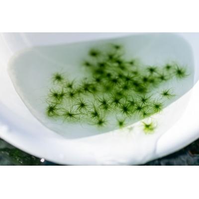 ふるさと納税 西予市 <打ち抜き海水で育てた「すじ青のり」　原藻　3g×12パック>　磯　焼きそば　お好み焼き　たこ焼き |  | 03