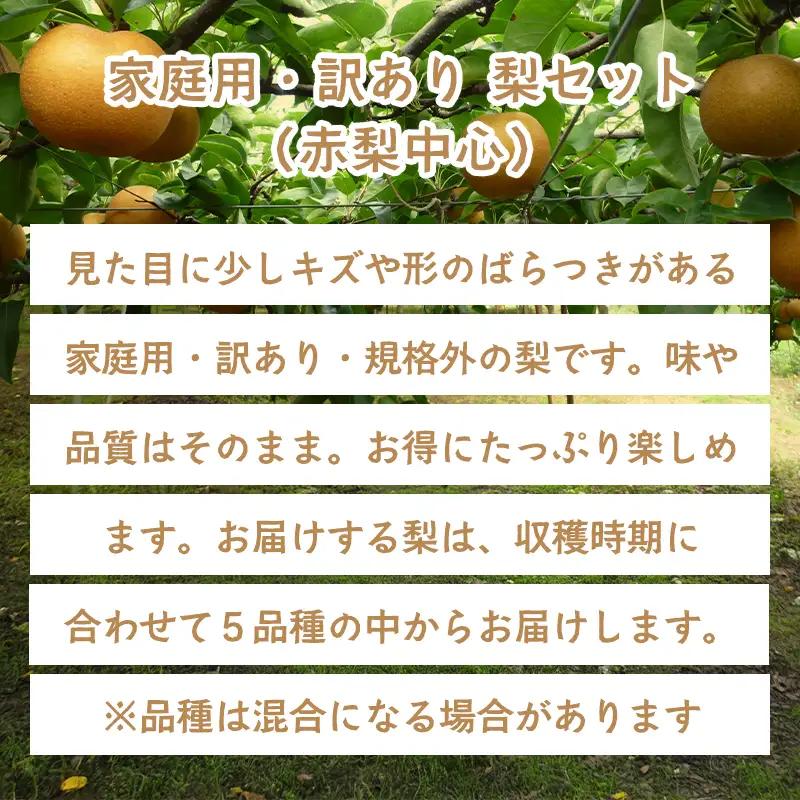 A-1171 訳あり赤梨　5～10玉 2kg（家庭用・規格外）