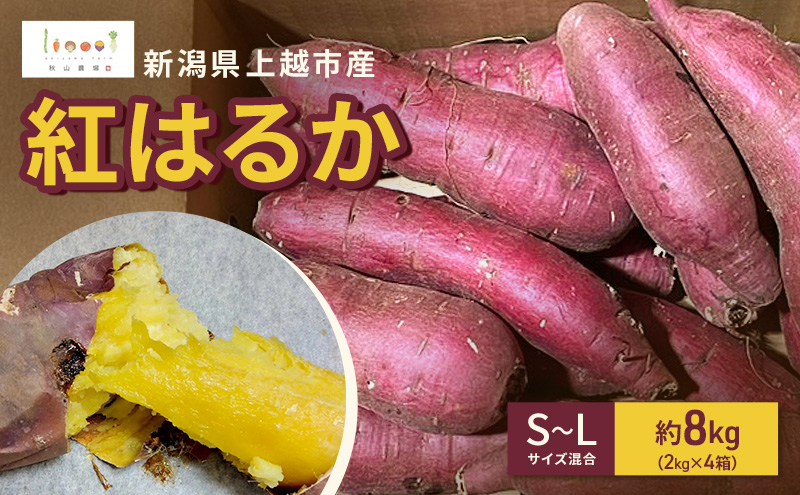 新潟県上越市産 紅はるか サツマイモ さつまいも S-Lサイズ