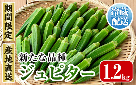 先行予約 2026年7月下旬～10月下旬の間に発送予定 いずみ産 オクラ 新たな品種・ジュピター 1.2kg 【イーサイドライン】 i1216-B