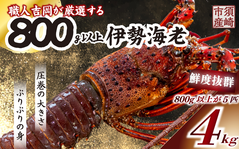 【伊勢海老】 超特大伊勢海老 5匹 5尾(4kg以上)