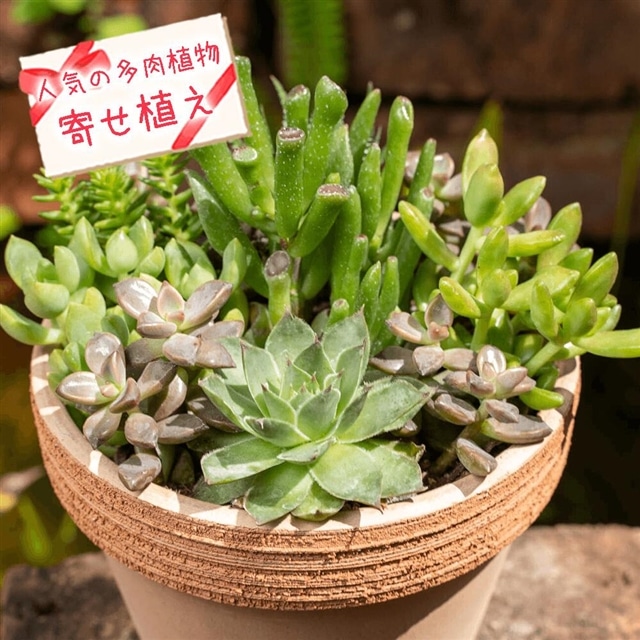 人気の多肉植物の寄せ植え