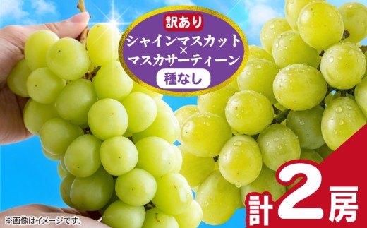 訳あり シャインマスカット × マスカサーティーン （ 種なし ） 1房 450g 以上 2026年 発送分 数量限定 先行予約 種なし 葡萄 ぶどう マスカット ご自宅用 産地直送 農家直送 直売 生産 有機栽培 フルーツ 果物 果実 くだもの デザート 旬 味覚 新鮮 甘い 贅沢 ご褒美 お取り寄せ グルメ ふるさと納税 送料無料 千葉県 銚子市 加瀬農園 【8月中旬～9月中旬に順次発送予定】