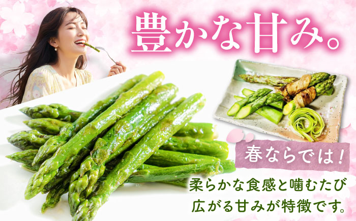 【春アスパラ】雪蔵美人 アスパラガス 計1.5kg（2L・L） | アスパラ グリーンアスパラ アスパラガス 北海道 春野菜 | JAびばい [BOCC004]