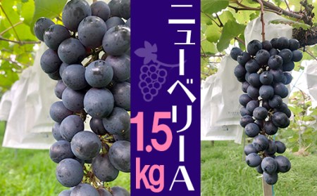 【8月下旬から発送】ニューベリーＡ 1.5㎏  巨峰 巨峰 巨峰 巨峰 巨峰 RYE