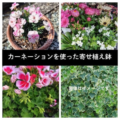 カーネーションを使った寄せ植えブリキ鉢【配送不可地域：離島・北海道・沖縄】【1625251】