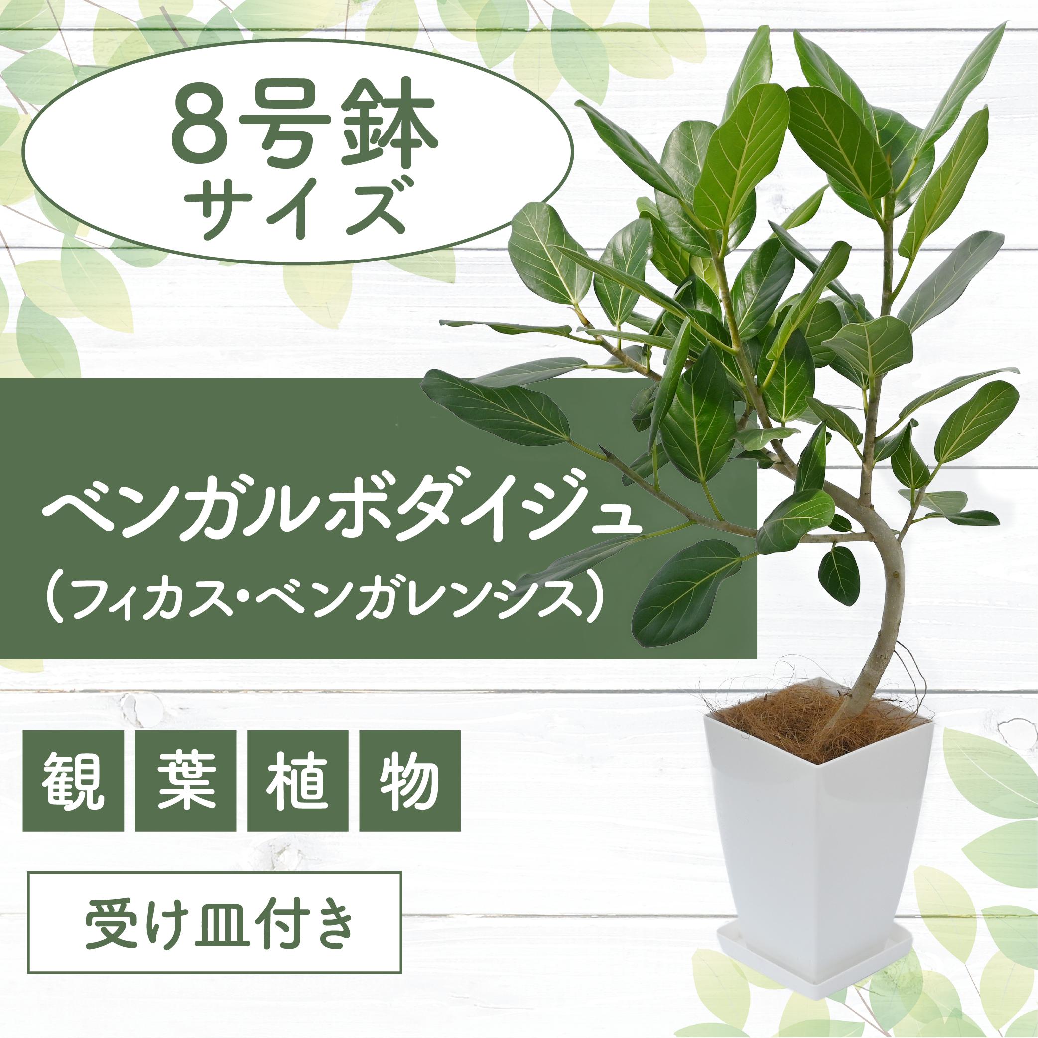 【観葉植物】ベンガルボダイジュ(フィカス・ベンガレンシス)8号(Green Base/027-1477) 南国鹿児島県で育った 観葉植物！植物 鉢付 インテリア 室内 オフィス おしゃれ マイナスイオン【配送不可地域：北海道・沖縄県・離島】