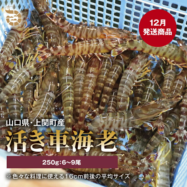 【ふるさと納税】〈12月発送・年内発送〉A-5　活き車えび（約250g）