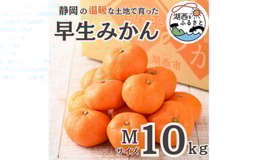 ＜先行受付＞＜11月上旬より順次出荷予定＞早生みかん約10kg Mサイズ〔鈴木農園〕【1510127】