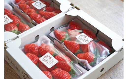 ご夫婦でいちご栽培と加工を営む服部さんご夫妻