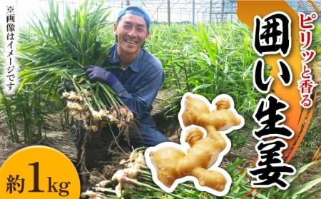 【2026年1月末-順次発送】囲い生姜 約 1kg / ショウガ 南島原市 / ふくはちファーム / 福島農園 [SBS009]