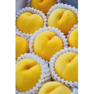 【2025年発送】フルーツ王国　長野県信州直送　黄金桃　約2kg(3～8玉)【配送不可地域：離島】【1577366】