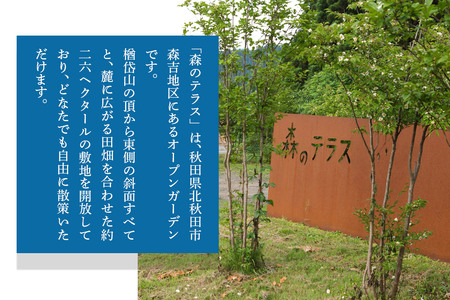 お食事 森のテラス ステーキハウス お食事プラン 森吉