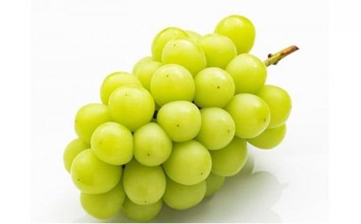 フルーツ 2025年 先行予約 晴れの国 岡山 の フルーツ 定期便 2回コース 桃 ぶどう 岡山県産 国産 フルーツ 果物 ギフト