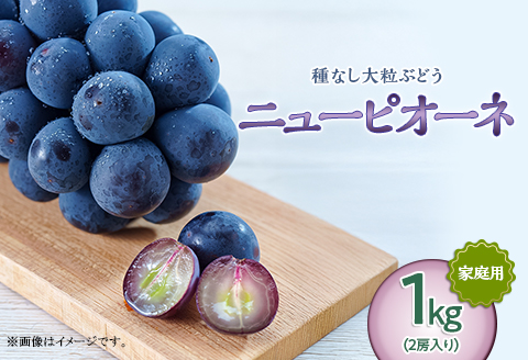 岡山県井原市美星町産 ニューピオーネ 1kg箱（2房入り） ご家庭用【2026年8月下旬～9月下旬発送予定】