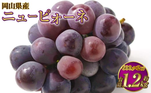 岡山県産 ニューピオーネ 約1.2kg（約600g×2房）  【2025年6月下旬～7月下旬発送予定】 ピオーネ ぶどう 葡萄 ブドウ 種なし