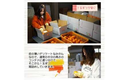 有田みかん　しにせの味（3kg）サイズお任せ　※着日指定不可 ≪ 有田 みかん ミカン 蜜柑 柑橘 果物 フルーツ 国産 和歌山 ≫【tkf005-h】