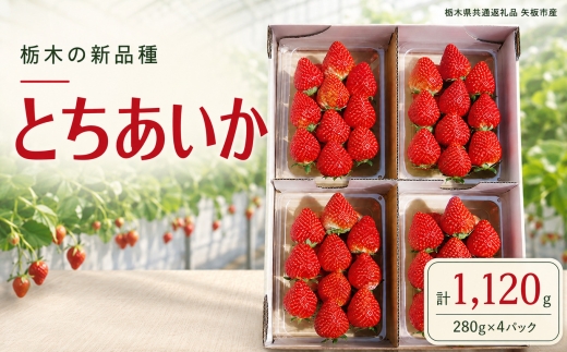 澳原さんの「とちあいか」 1,120g (280g×4P)| 栃木県共通返礼品 矢板市産 いちご 果物 フルーツ 栃木県下野市