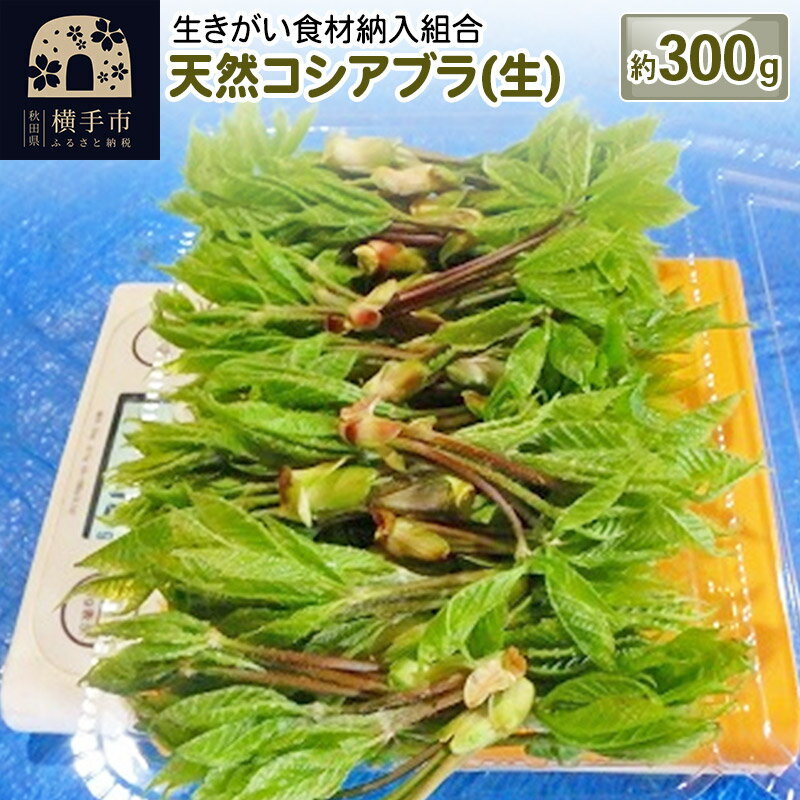 【ふるさと納税】天然コシアブラ(生) 約300g [こしあぶら コシアブラ 山菜]