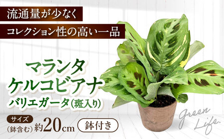 観葉植物 マランタケルコビアナバリエガータ 鉢植え 大村市 エコグリーンヒガシ/マランタ 室内植物 鉢付き 植物 インテリア おしゃれ プレゼント ギフト[ACAL011]