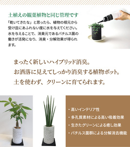 S060-077A_エコ・ポチ チムニー 黒 パキラ 観葉植物  / 観葉植物 インテリア グリーン パキラ