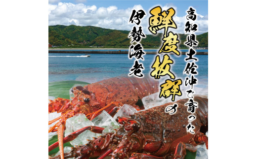 2月直送便 土佐獲れ 活伊勢海老 約700g（２尾～４尾） 天然 