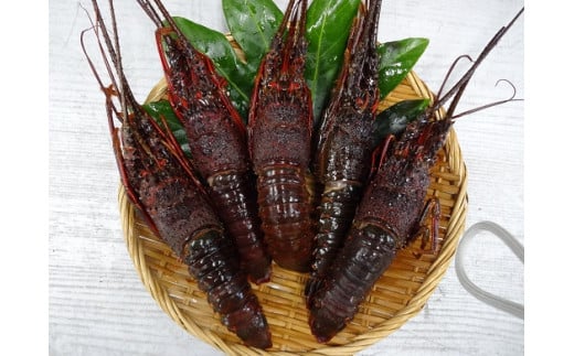 【数量限定！】活冷凍伊勢海老　　【 いせえび 伊勢海老 活伊勢海老 鮮魚 冷凍 海老 えび 人気 名産 高級 おすすめ 数量限定 贈答 ギフト 静岡県 南伊豆 伊豆 】　<AM-11>