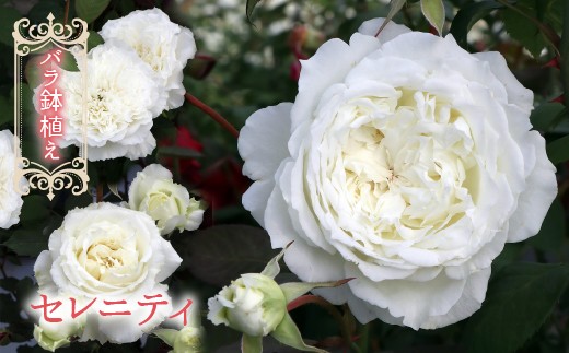 バラ鉢植え「セレニティ」 057-045