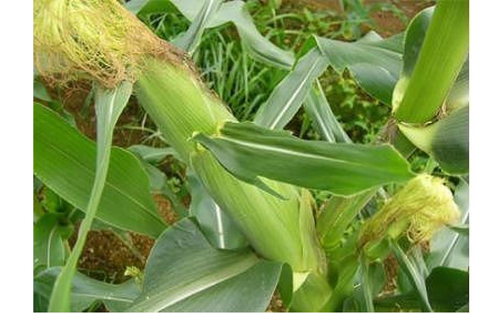 【新潟県 津南町産】朝取りスイートコーン 2Lサイズ 5本（1本約400g）