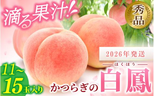 【桃 もも 桃】和歌山県産 白鳳 桃 11～15玉入り 秀品【2026年6月下旬から7月中旬ごろ発送】/ かつらぎ町 和歌山県産 桃 モモ 白鳳 フルーツ 果物 くだもの 人気 産地直送 厳選 甘い 予約