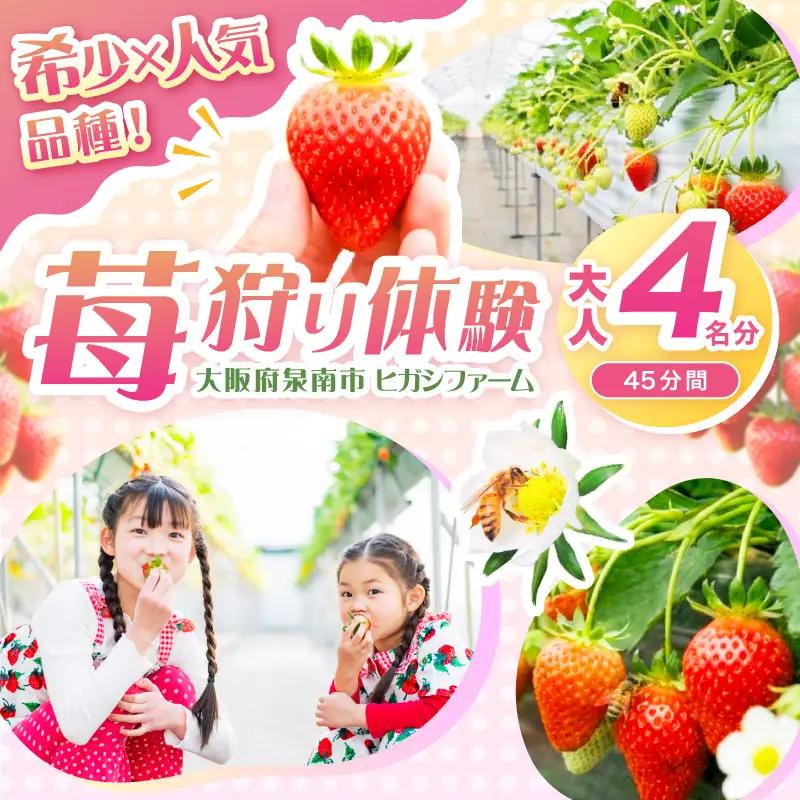 【見つけて、摘んで、食べて！】希少いちご「ほしうらら」を摘みに行こう いちご狩り 体験チケット（大人4名）【121C-001】
